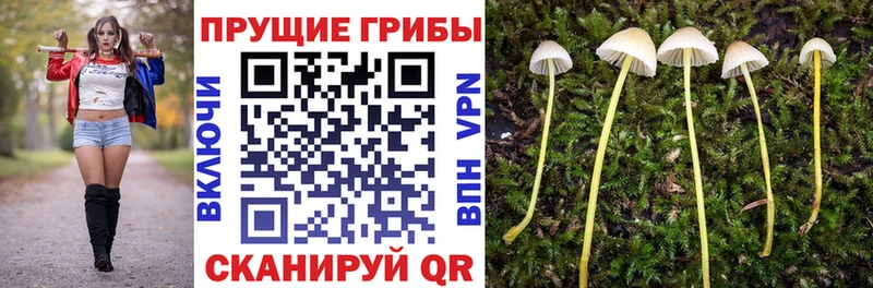 купить   Рославль  Галлюциногенные грибы прущие грибы 